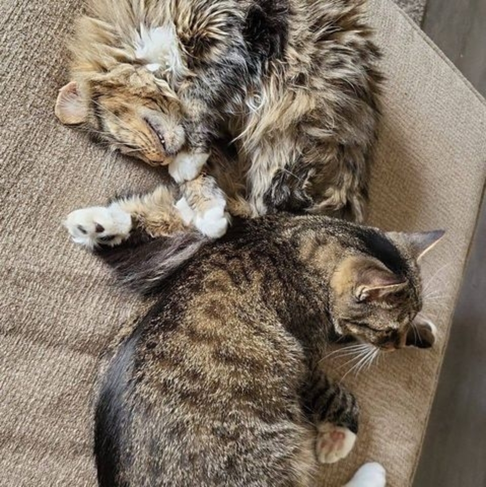 Meet your Posher, Bailey